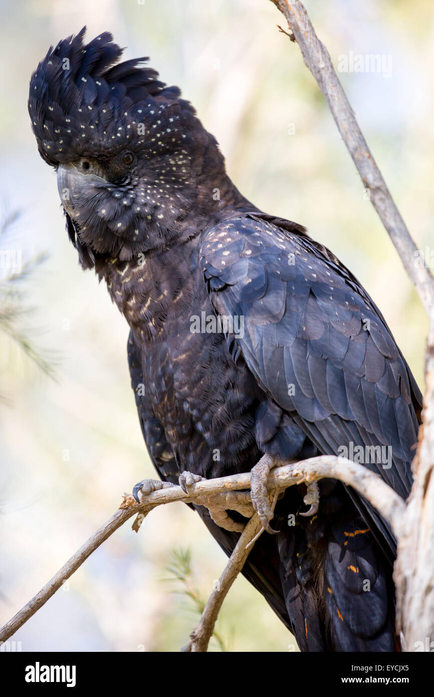 Red Tailed Black Cockatoo High Resolution Stock Photography and Images Alamy