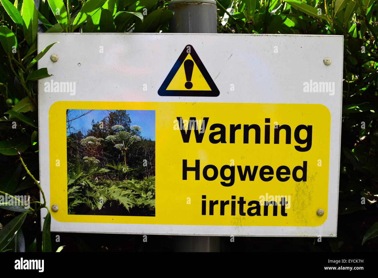 Giant Hogweed warning sign. Stock Photo