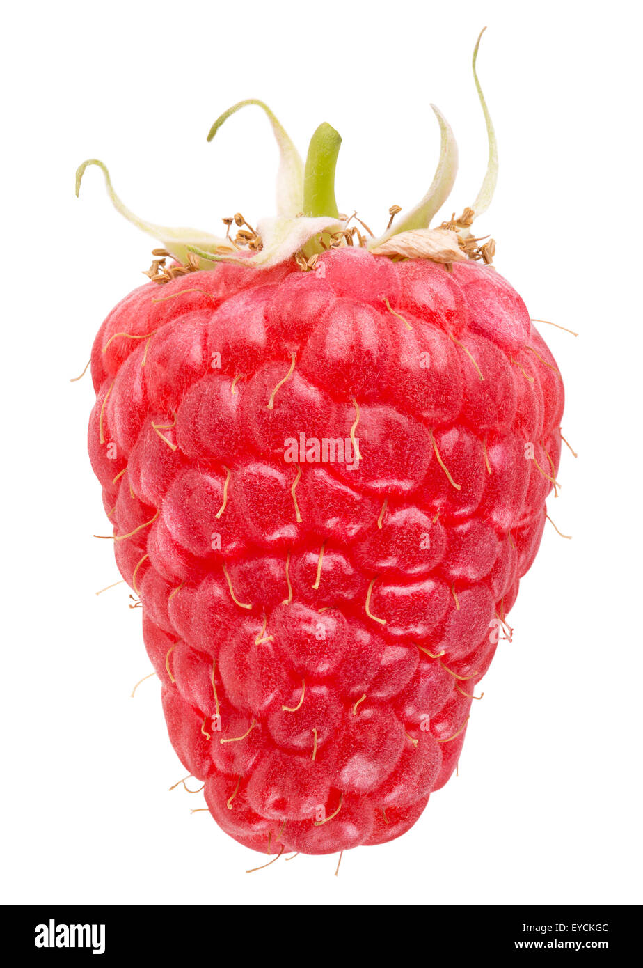 Exploded Raspberry Stock Photo One raspberry closeup isolated hi-res stock photography and images - Alamy
