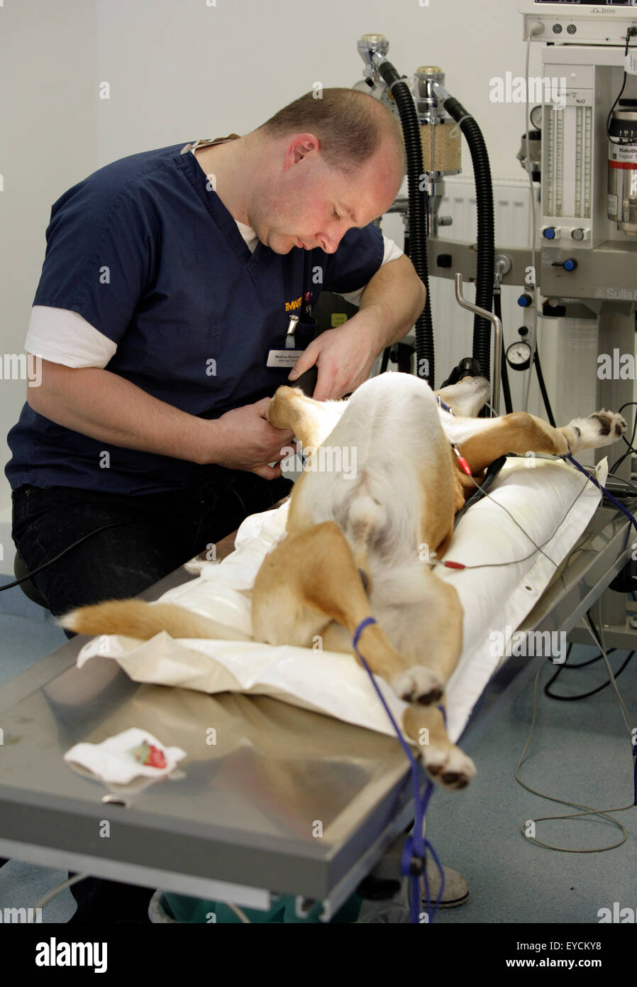 Vet Stock Photo Alamy