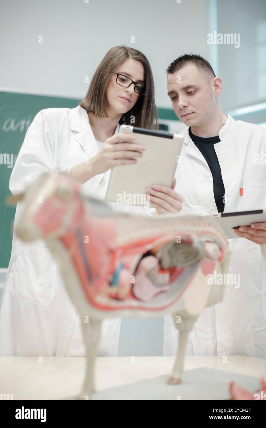 Students studying anatomical model in science classroom Stock Photo Alamy