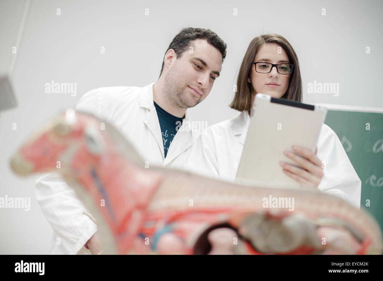 Students studying anatomical model in science classroom Stock Photo Alamy