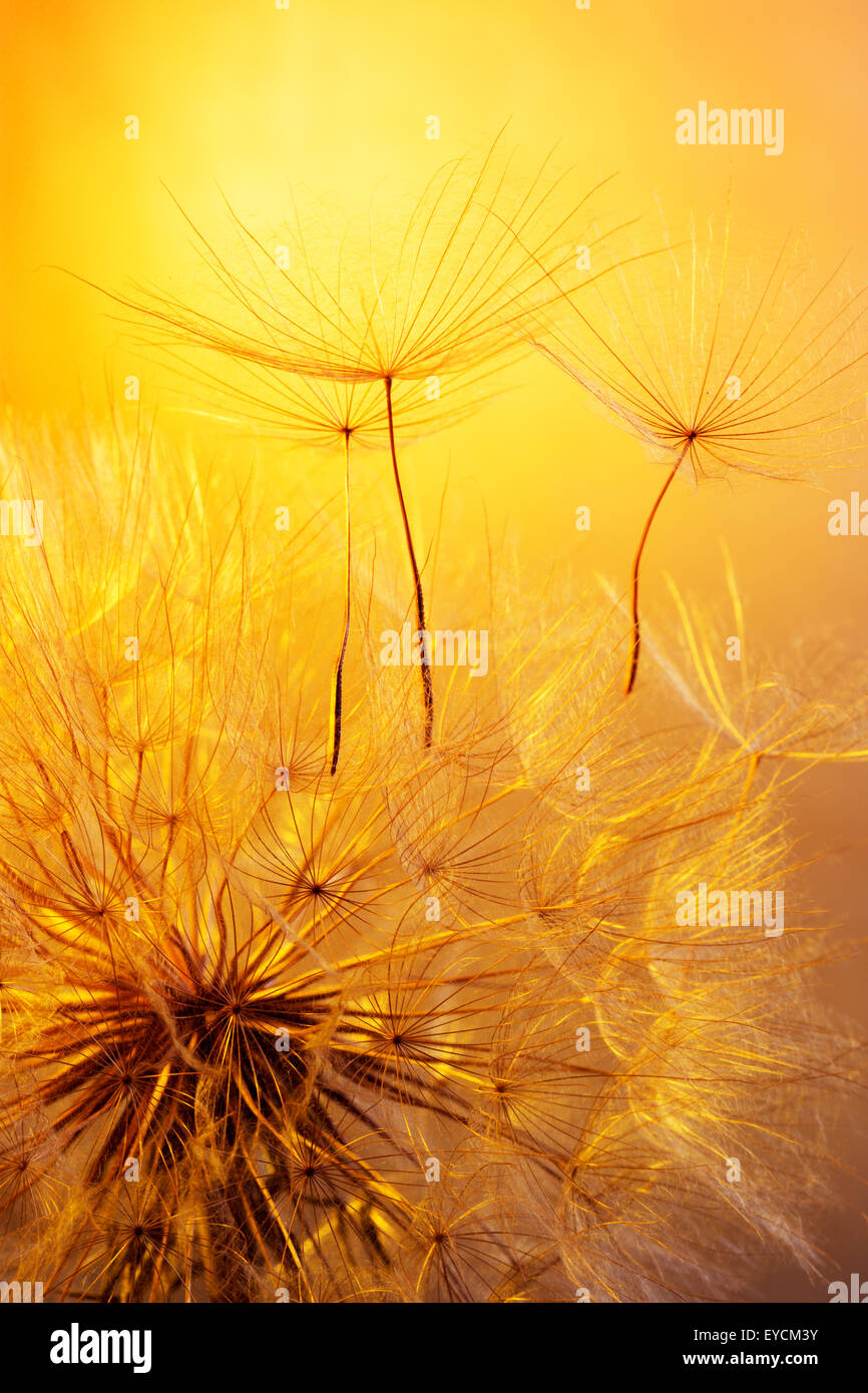 close up of dandelion on golden background. Stock Photo