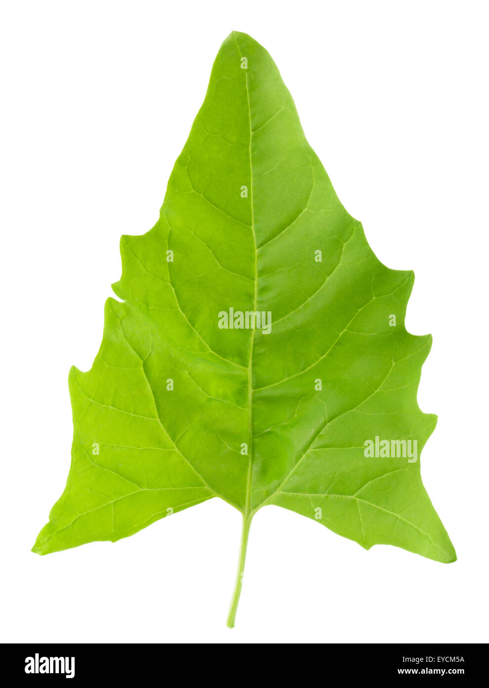 spinach leaf isolated on the white background Stock Photo - Alamy
