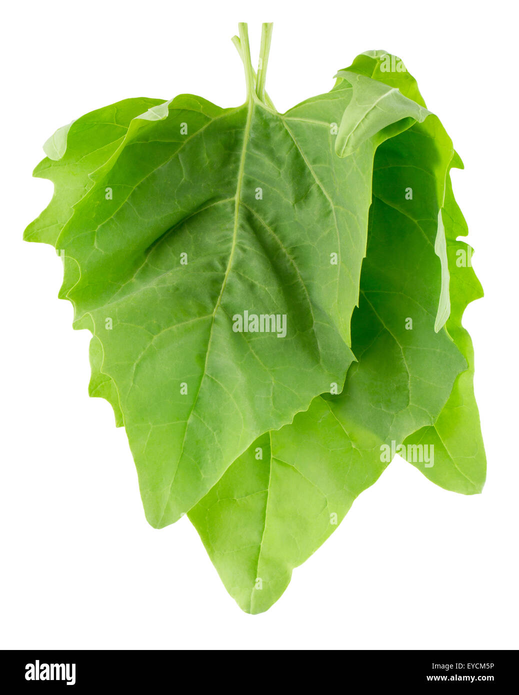 spinach leaves isolated on the white background Stock Photo - Alamy