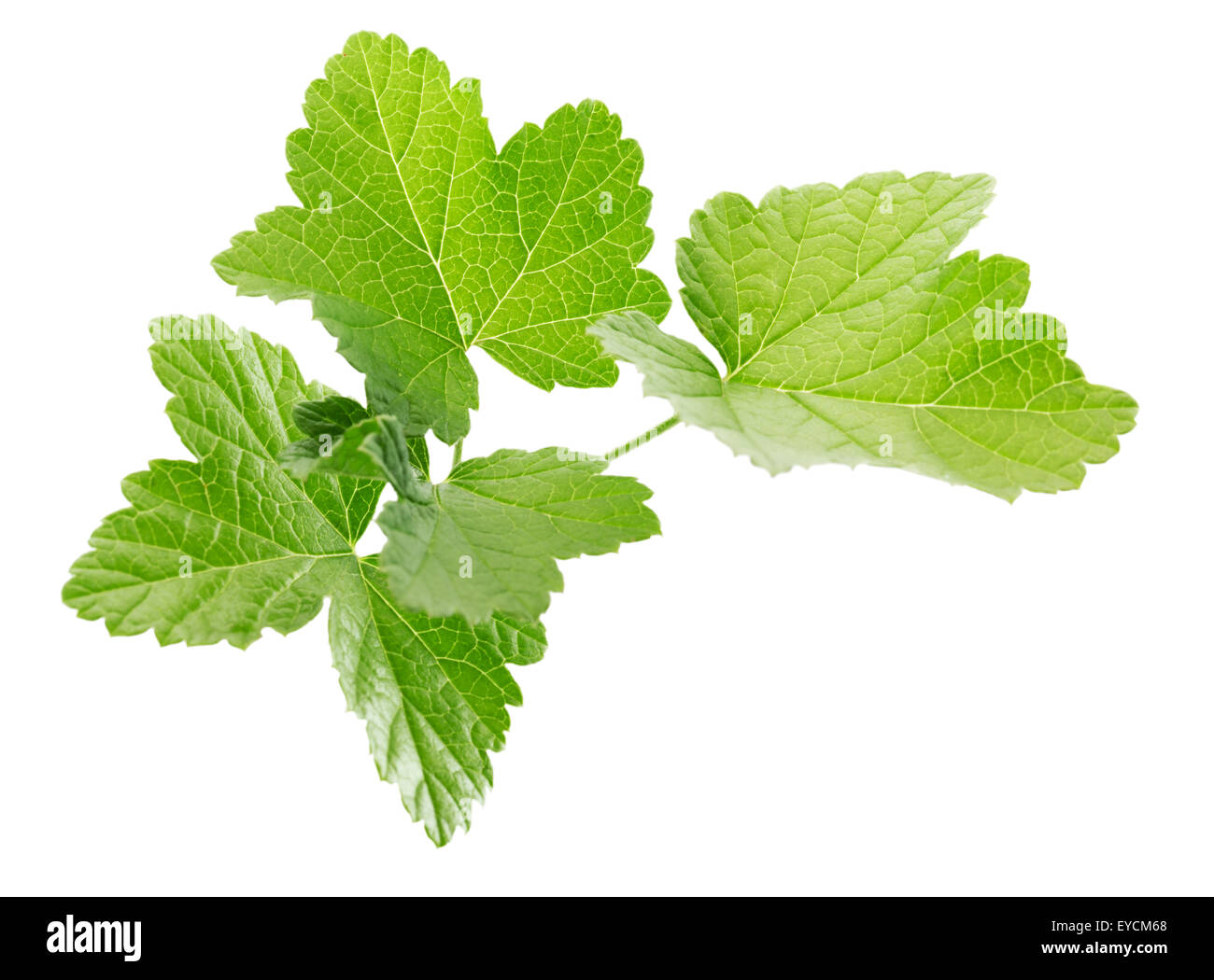Currant leaves isolated on the white background. Stock Photo