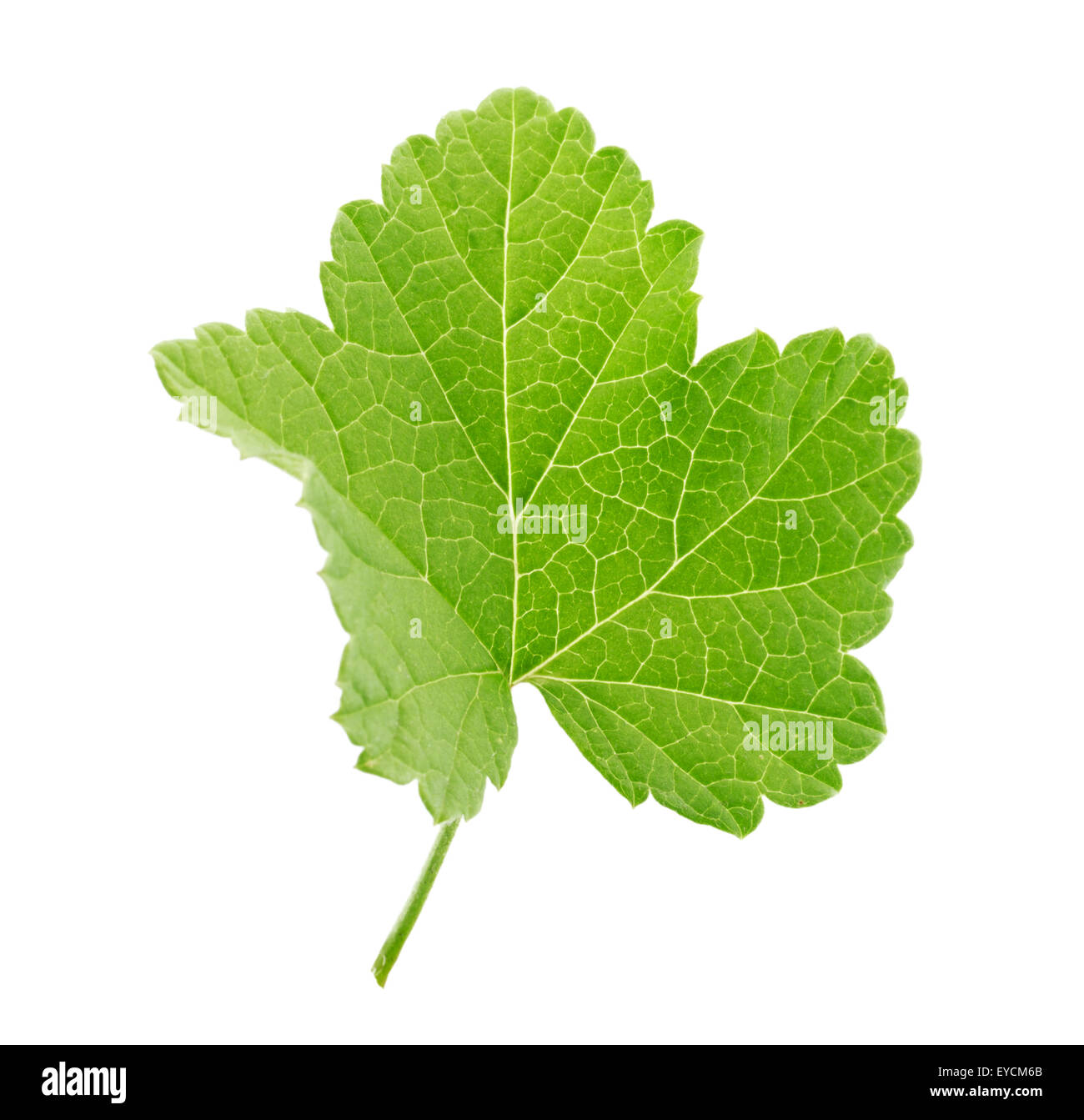 Currant leaf isolated on the white background. Stock Photo