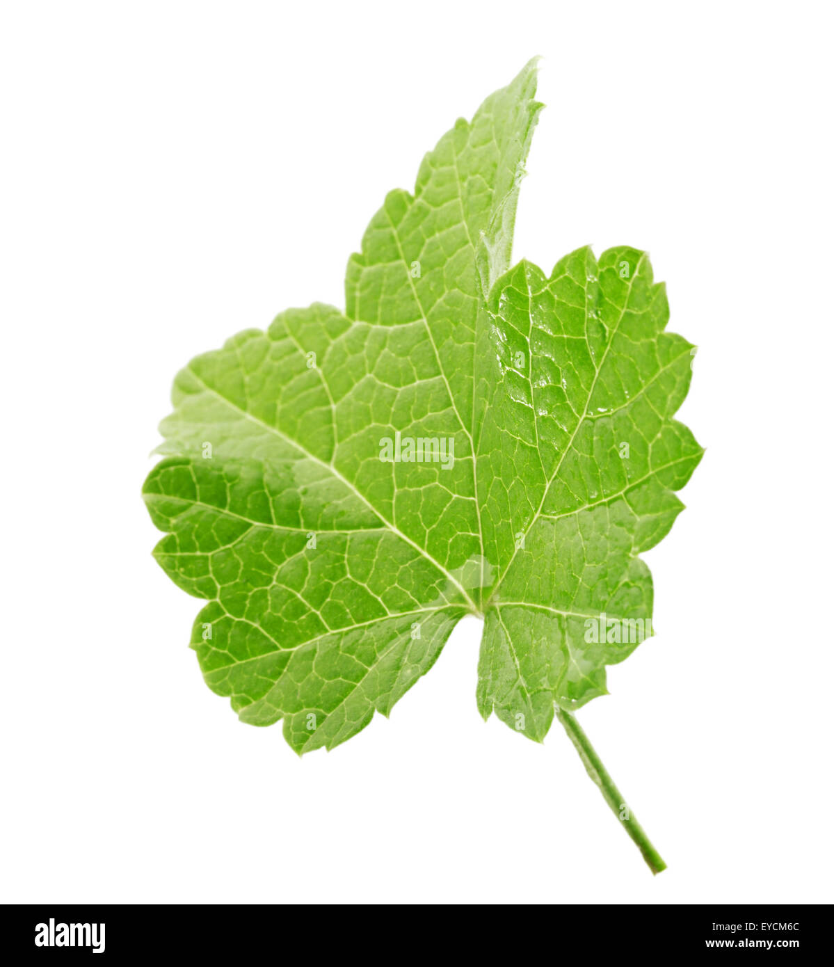 Currant leaf isolated on the white background. Stock Photo