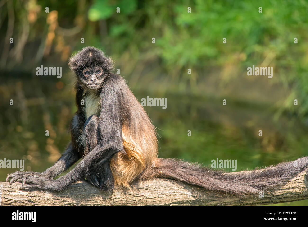 Portrait of Geoffroy's spider monkey (Ateles geoffroyi sitting on a tree Stock Photo