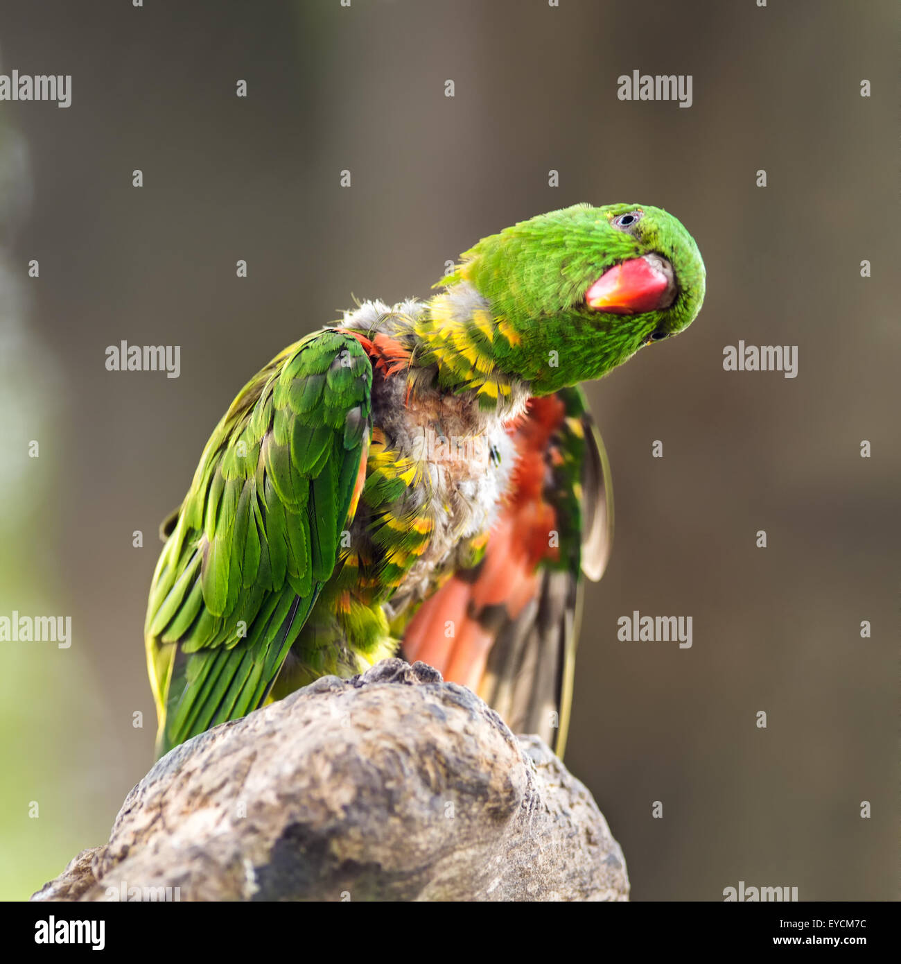 Portrait of  scaly-breasted lorikeet (Trichoglossus chlorolepidotus). Other names include the Gold and Green Lorikeet, Greenie, Stock Photo