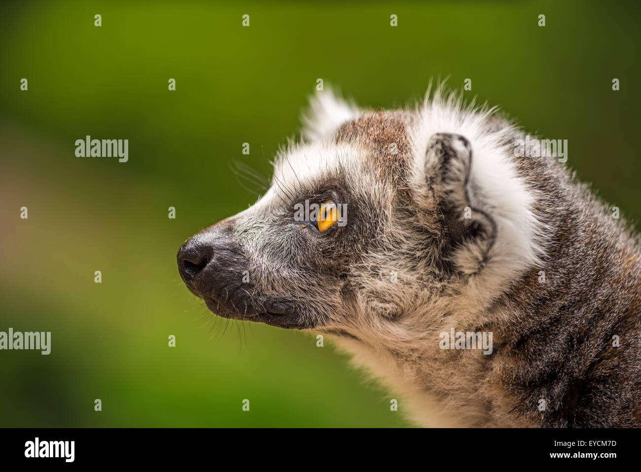 Profile Portrait of Ring-tailed Lemur (Lemur catta) Stock Photo