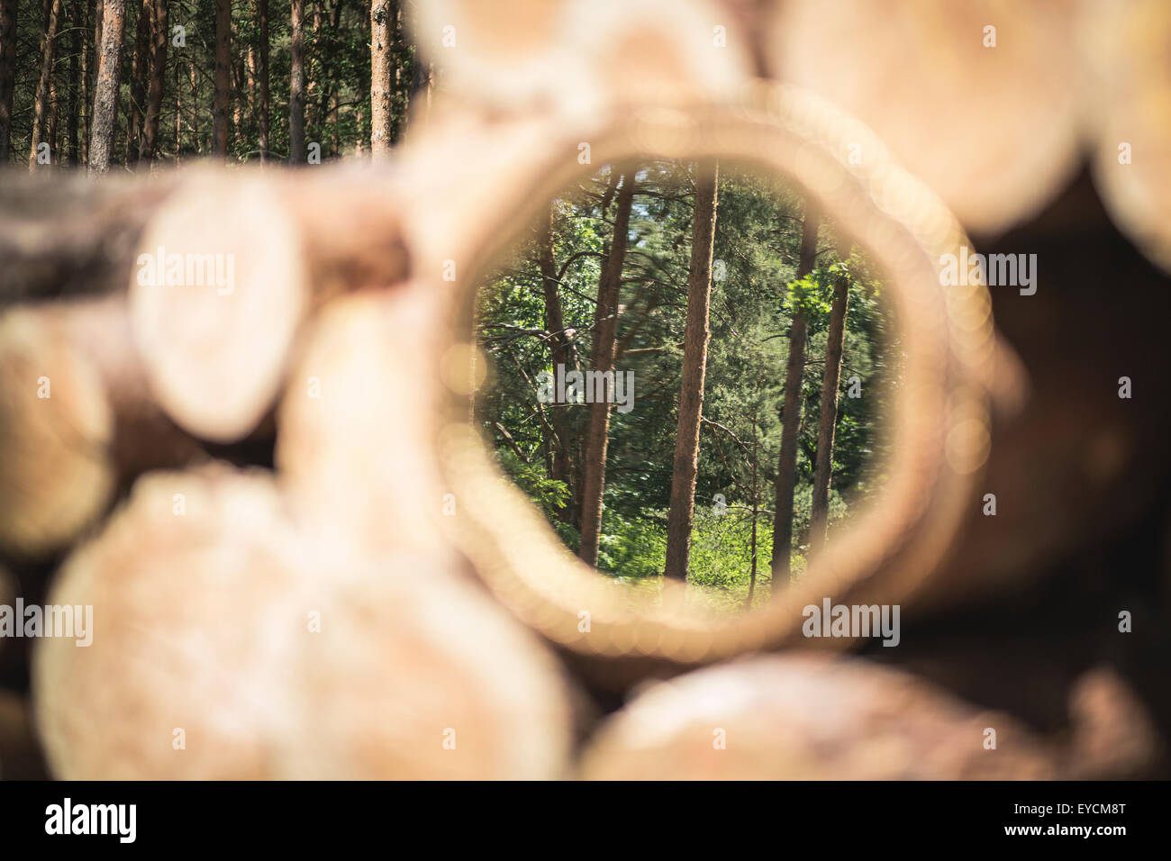 Mirror image of trees in the woods Stock Photo