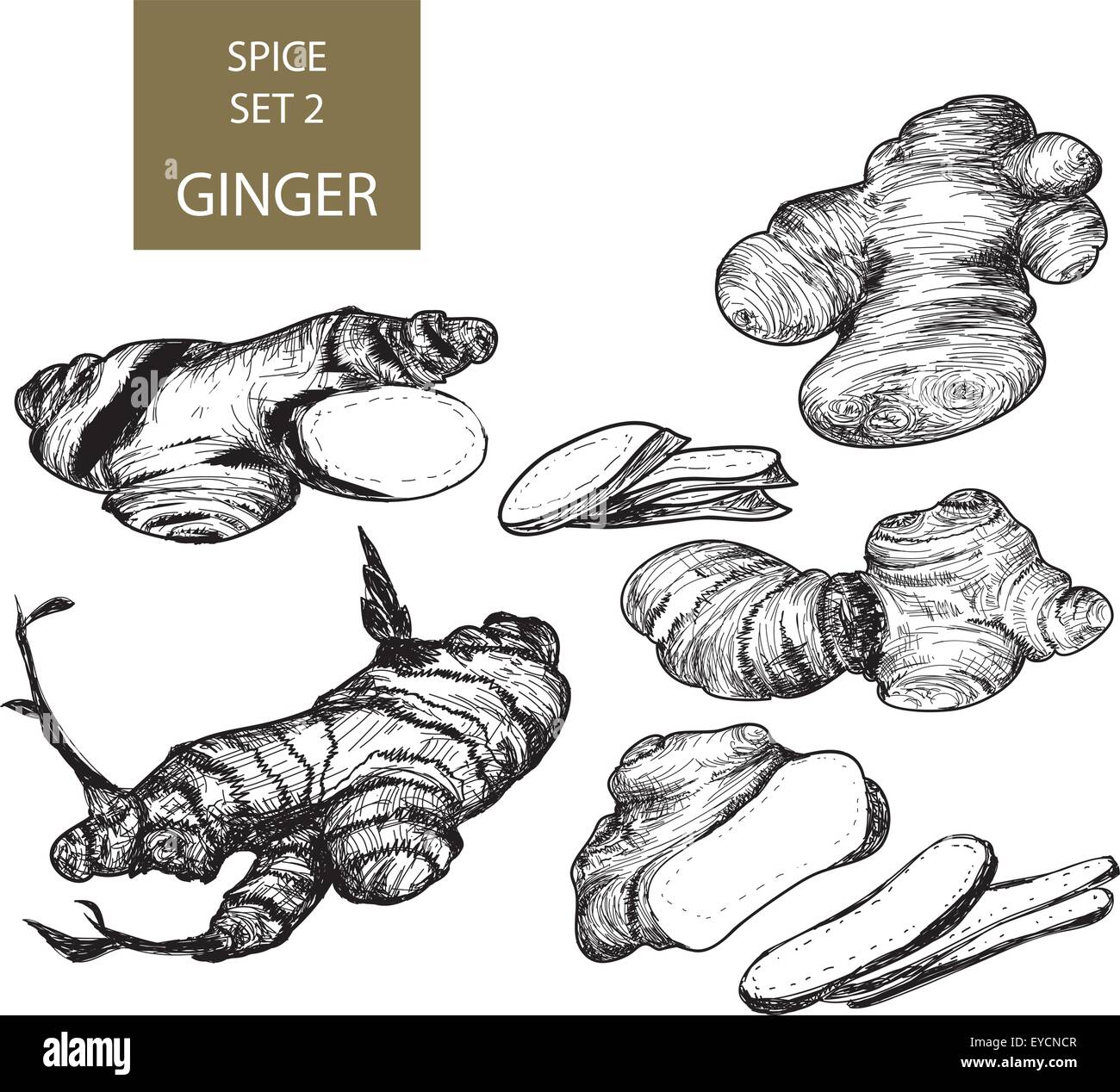 Ginger Root Drawing Stock Photos & Ginger Root Drawing Stock Images Alamy
