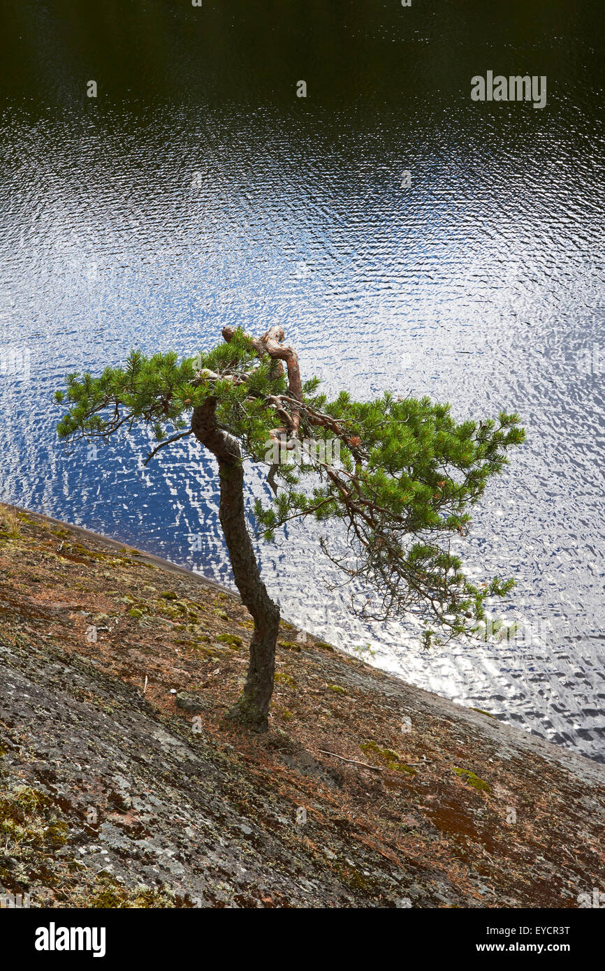 pine growing on cliff, Ristiina Finland Europe Stock Photo