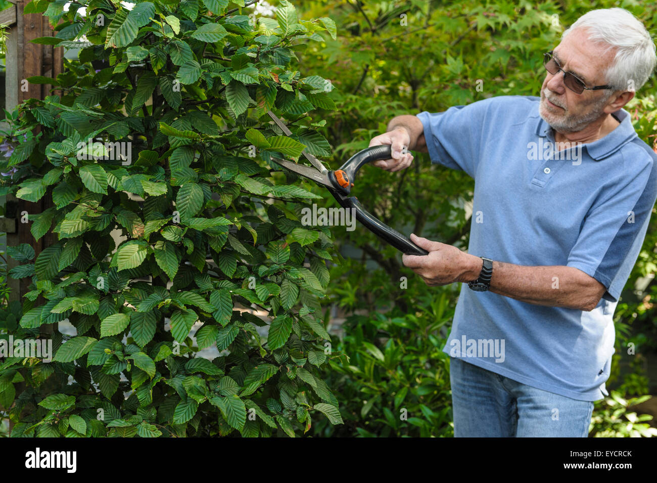 Senior man trimming hedge with shears. Stock Photo