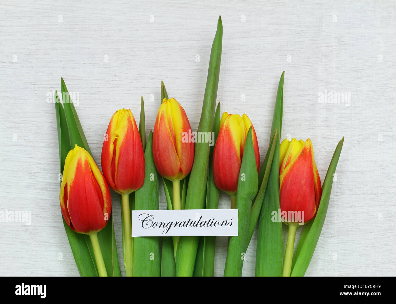 Congratulations card with red and yellow tulips on rustic wood Stock ...