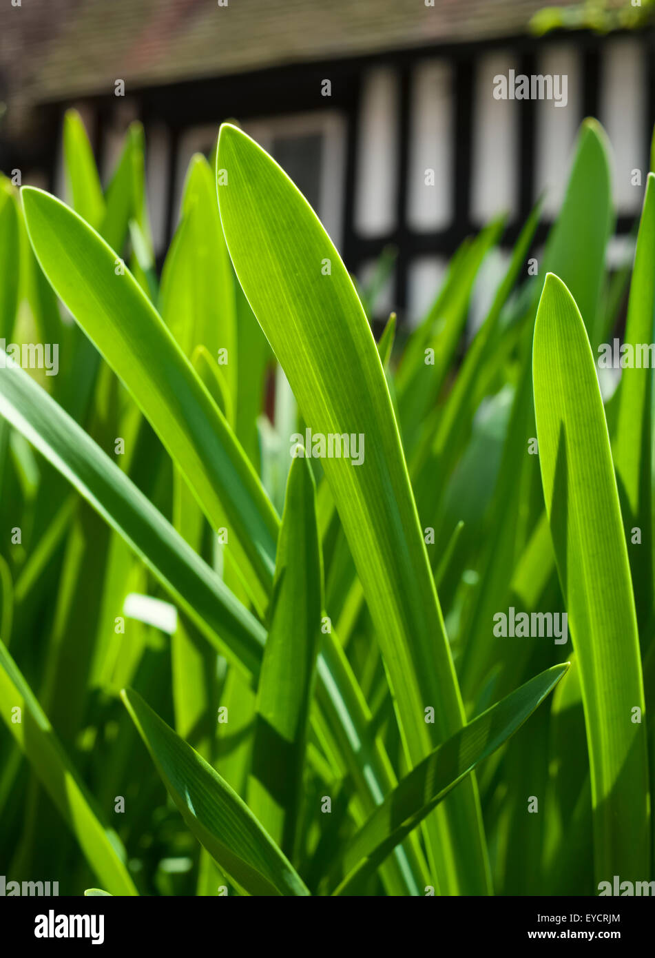 A plant growing in Erasmus Darwin's herb garden, Lichfield