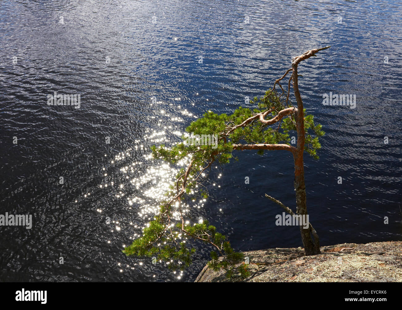 pine growing on cliff, Ristiina Finland Europe Stock Photo