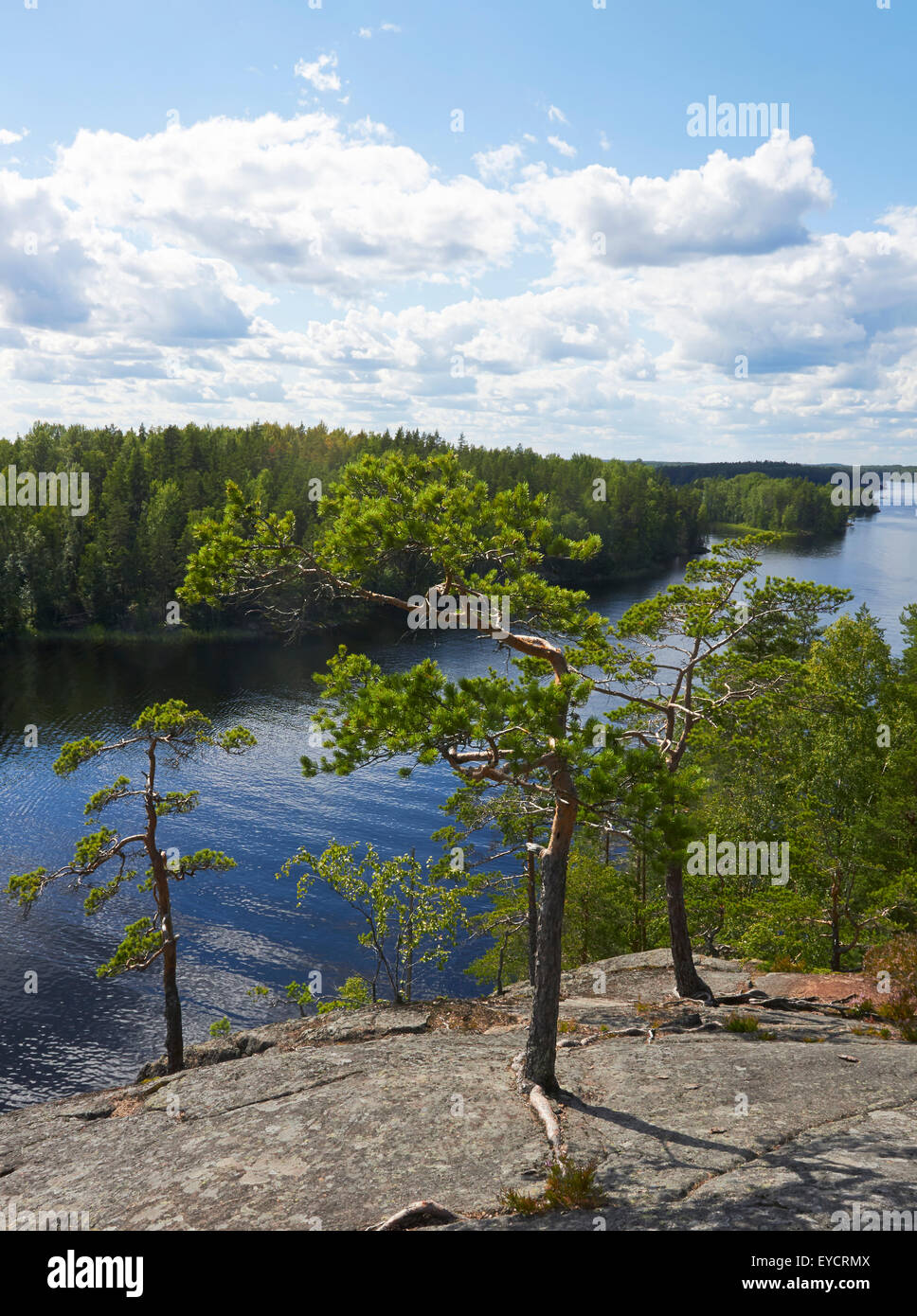 pine trees growing on cliff, Ristiina Finland Europe Stock Photo