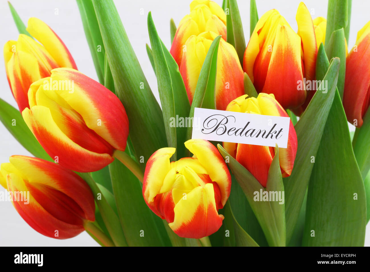 Thank You In Dutch
