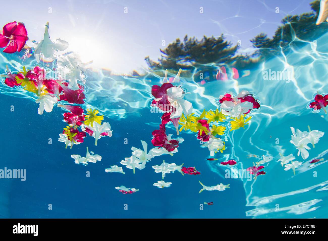 Underwater view of flower petals floating in swimming pool Stock Photo