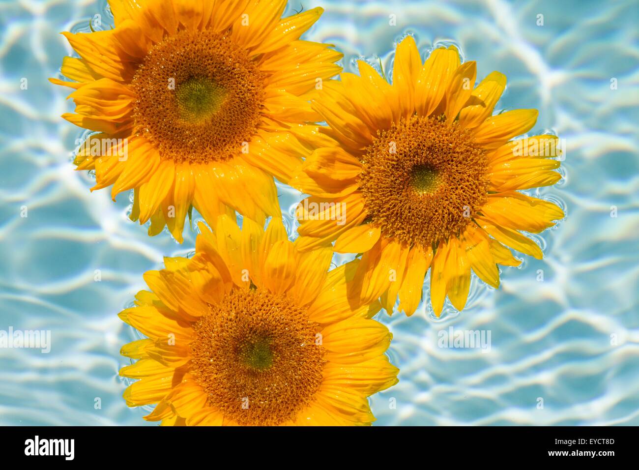 Three sunflowers floating on top of swimming pool Stock Photo Alamy