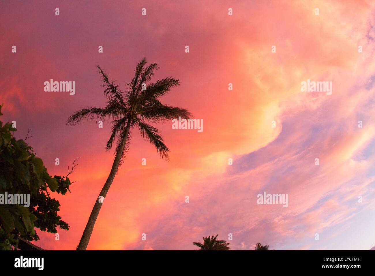 Silhouette of palm tree against pink sky Stock Photo