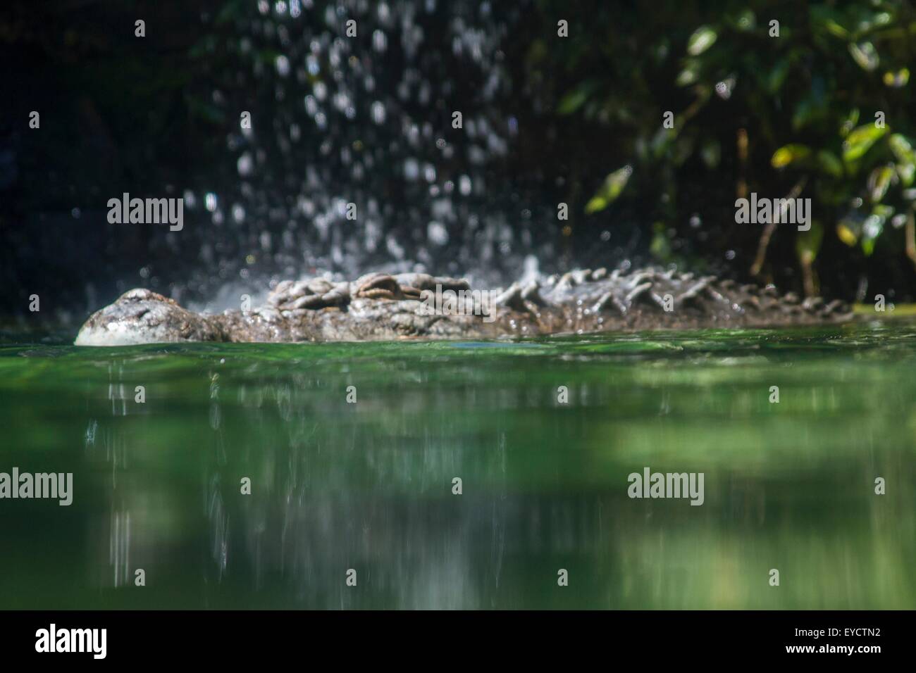 Saltwater crocodile in water, surface level view Stock Photo