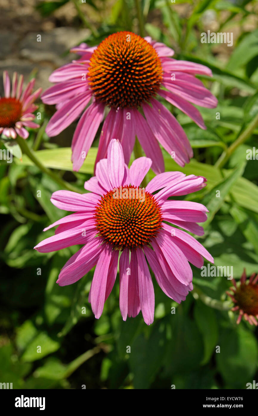 Flowers in bloom Stock Photo Alamy