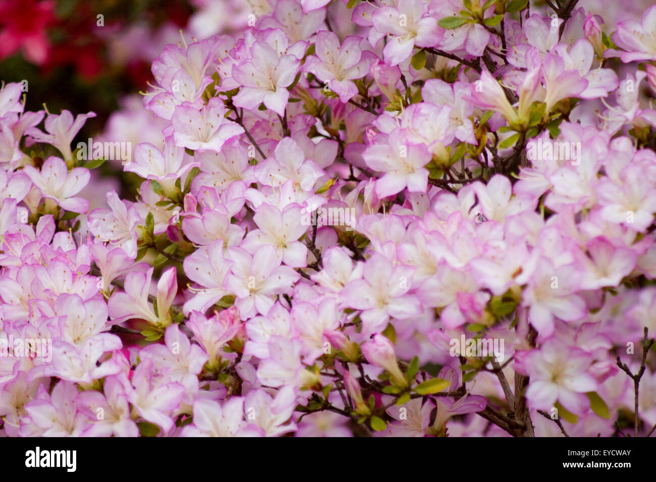 Glorious crowds of wild lilac blossoms fill the frame as they gather to welcome the Spring. Stock Photo