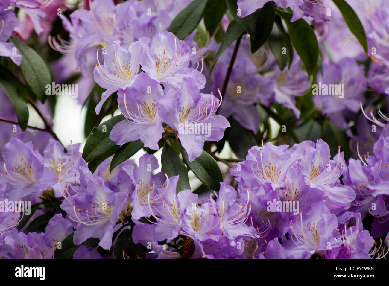 Glorious crowds of wild lilac blossoms fill the frame as they gather to welcome the Spring. Stock Photo