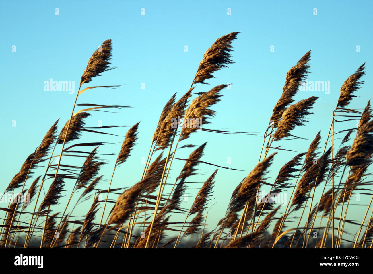 Wild reeds against a light blue dawn sky give way to the wind in harmony and unison, as they have done for eons. Stock Photo