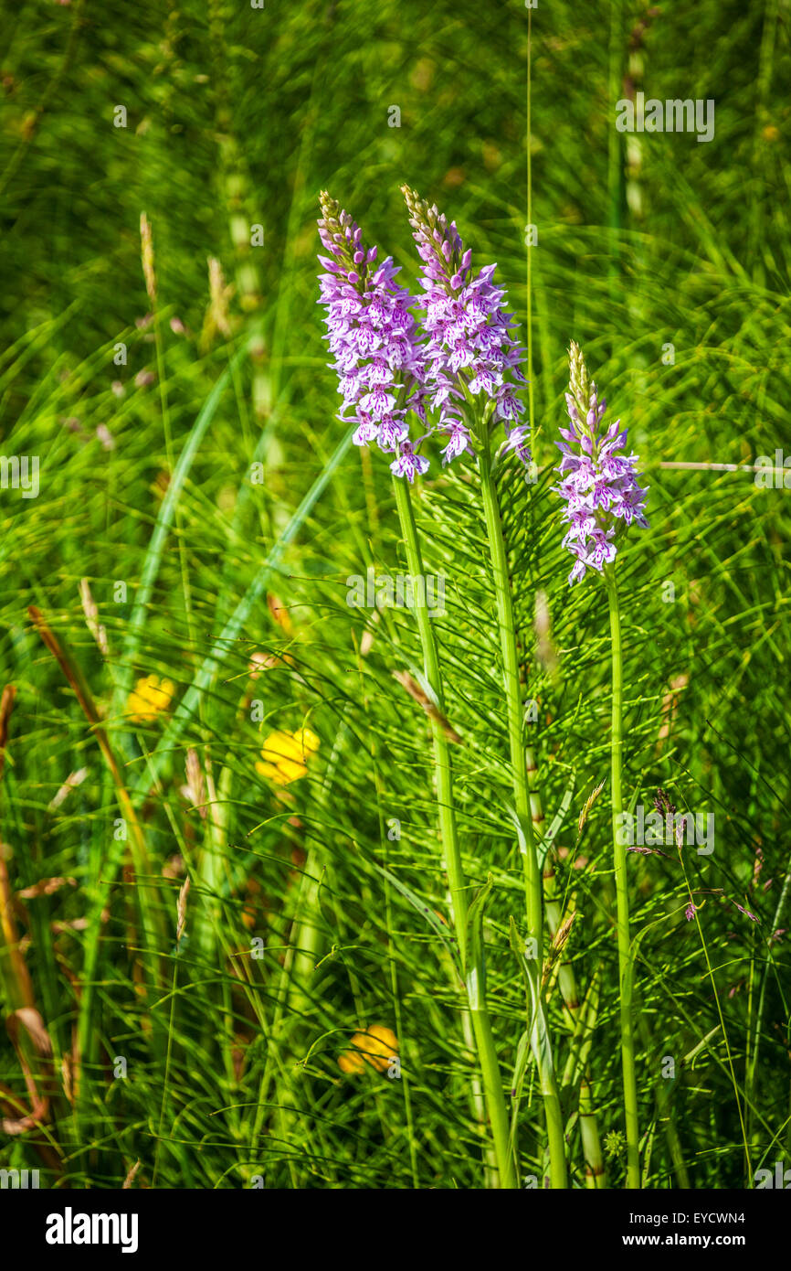 Common Spotted Orchids, Dactylorhiza fuchsii, a British summer wildflower. Stock Photo