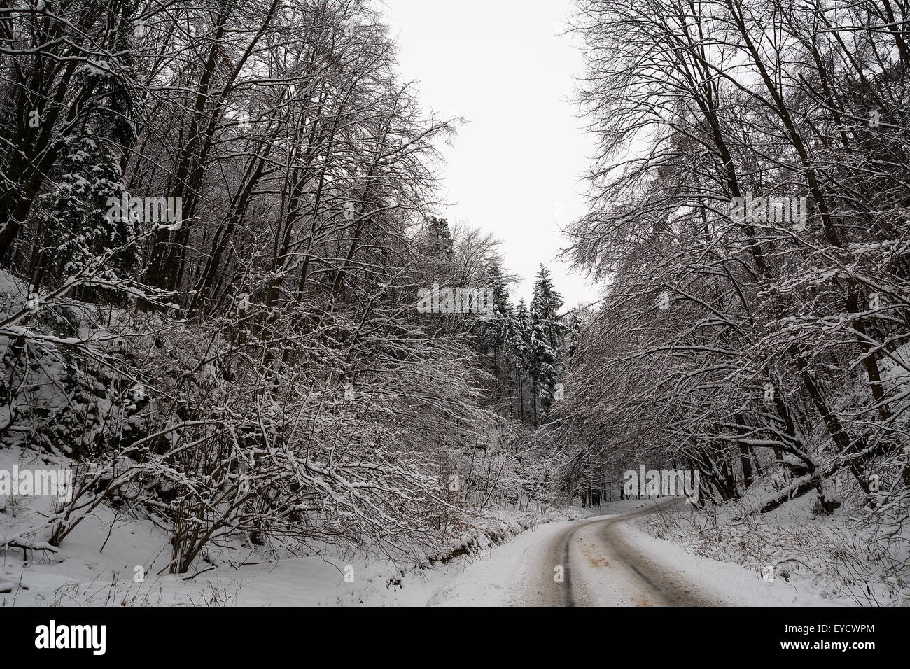 Road in the forest in winter Stock Photo - Alamy
