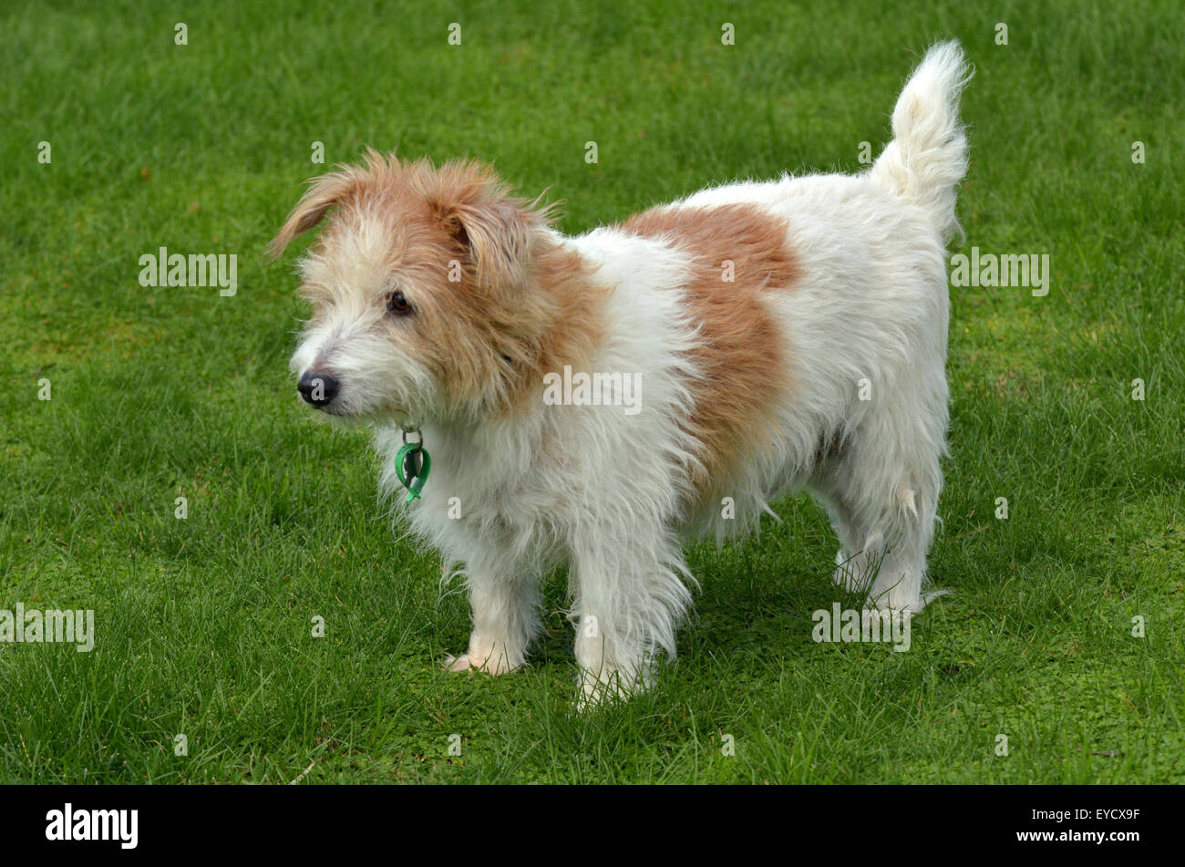 Hunt Terrier High Resolution Stock Photography And Images Alamy