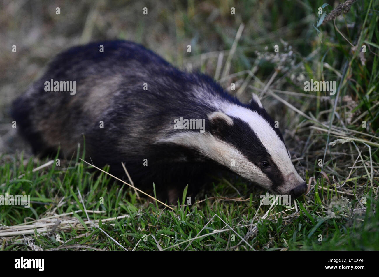 European badger meles meles hi-res stock photography and images - Page 14 -  Alamy