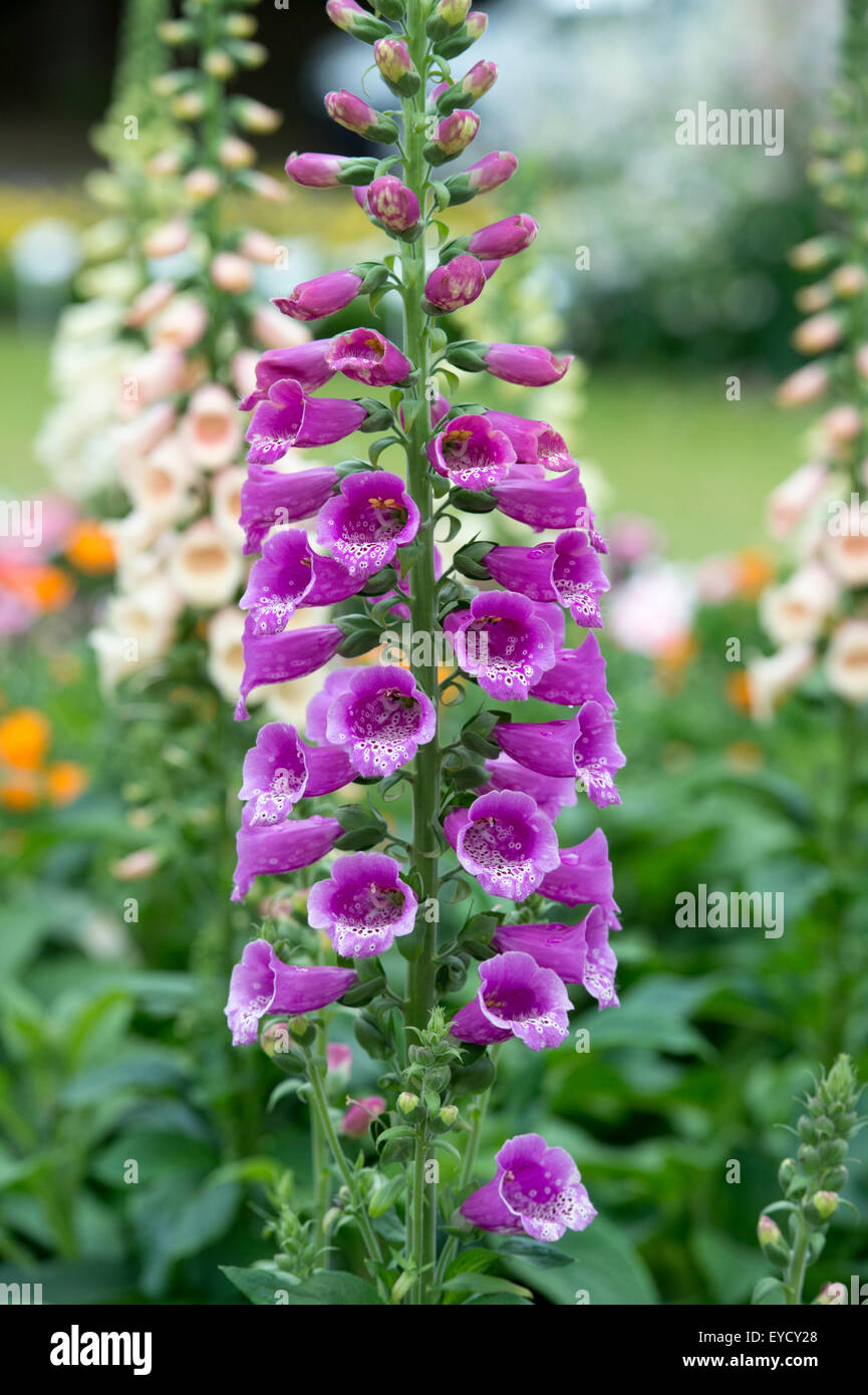 Digitalis Purpurea 'Dalmatian purple'. Foxglove Stock Photo Alamy