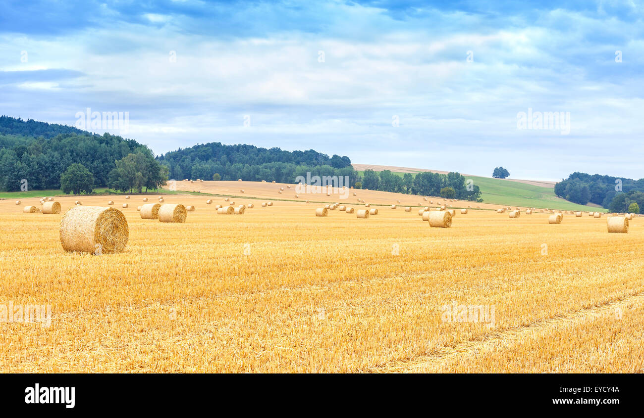 Panoramic view of harvested field with hay bales Stock Photo - Alamy