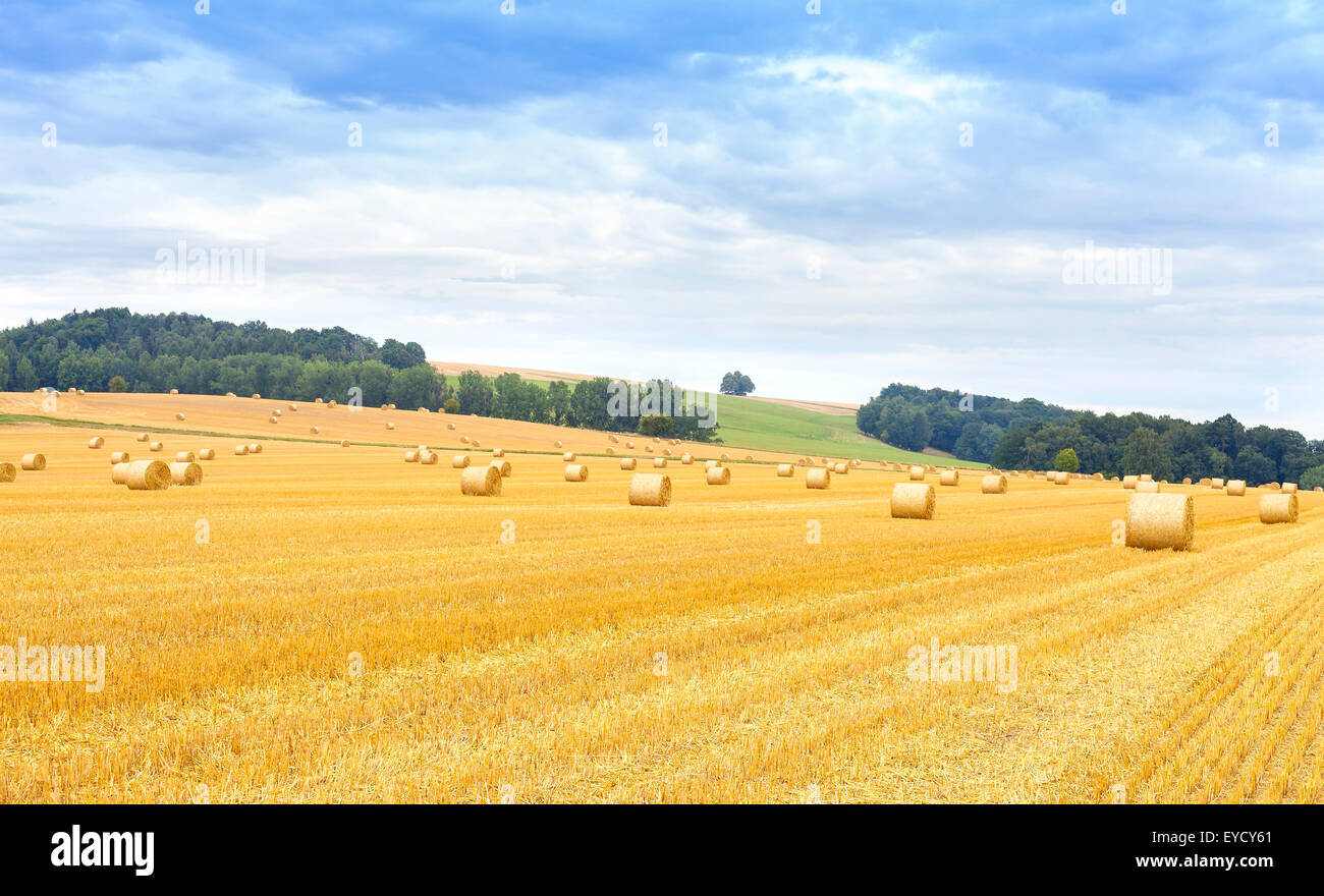 Panoramic view of harvested field with hay bales Stock Photo Alamy