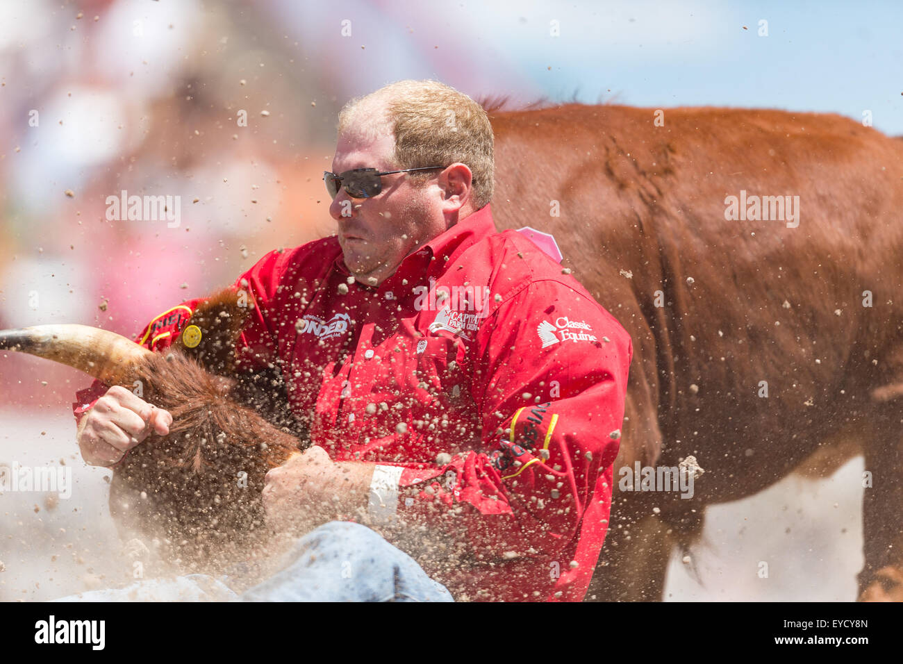 Cheyenne, Wyoming, USA. 26th July, 2015. Steer wrestler Hunter Cure grabs his steer by the horns during the Steer Wrestling finals at the Cheyenne Frontier Days rodeo in Frontier Park Arena July 26, 2015 in Cheyenne, Wyoming. Eldridge went on to win second place. Stock Photo