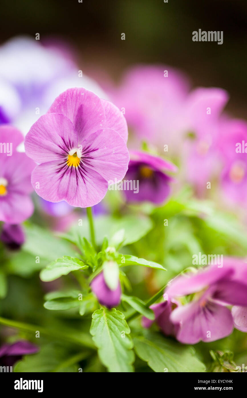 Beautiful violet flowers Stock Photo Alamy