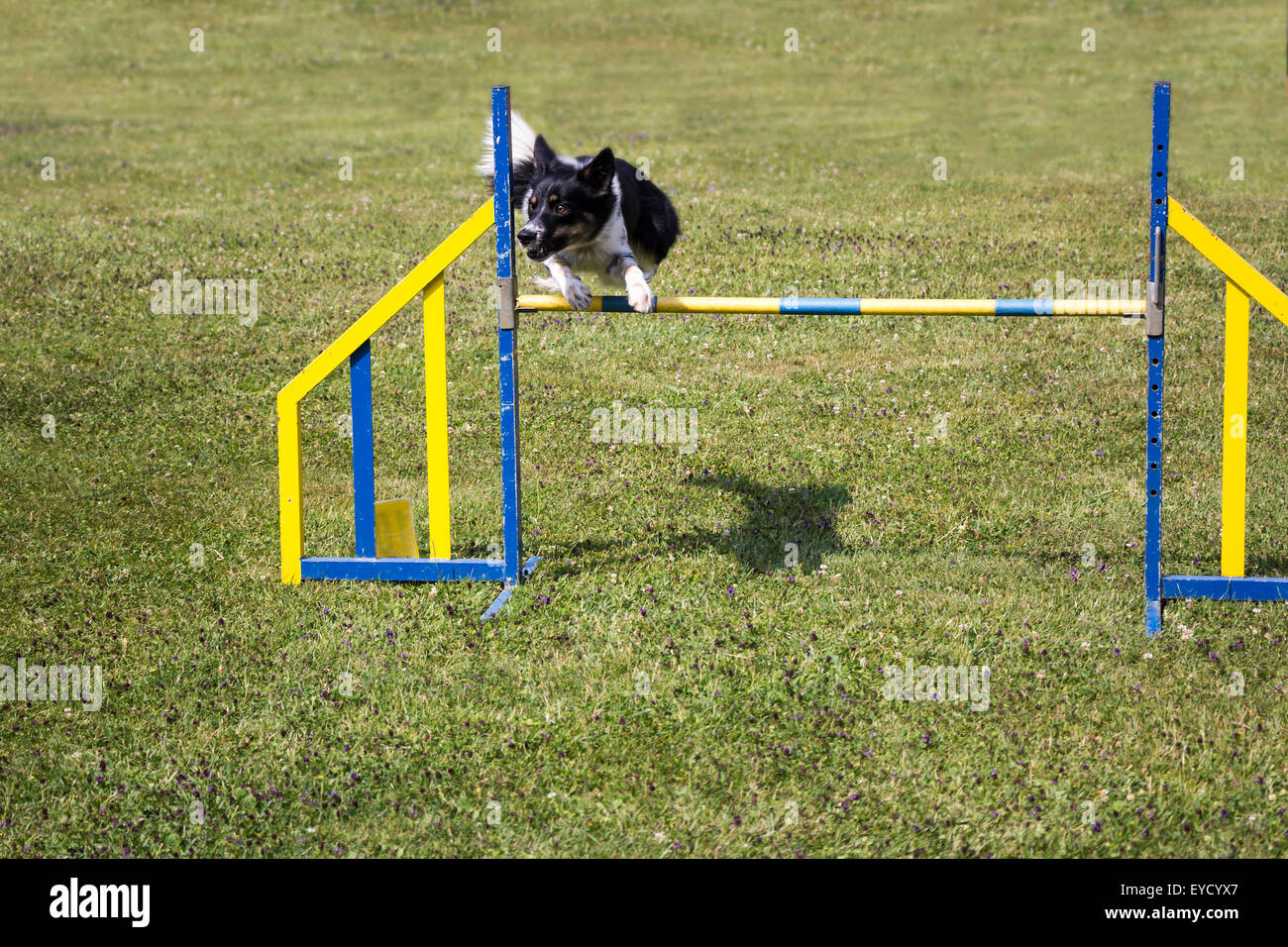 Dog Agility jumping over a hurdle during an agility competition Stock