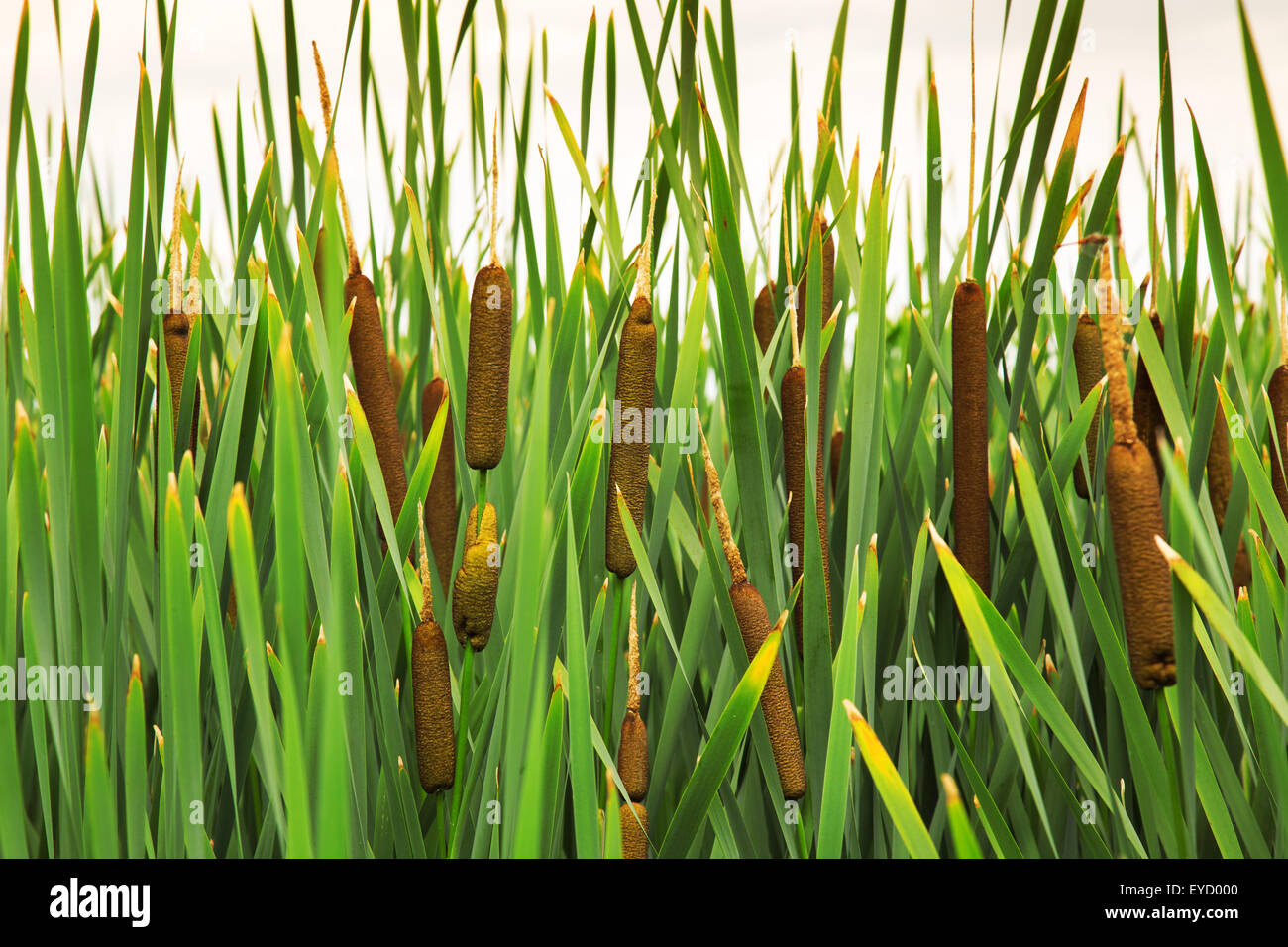 close up of green reed. Stock Photo