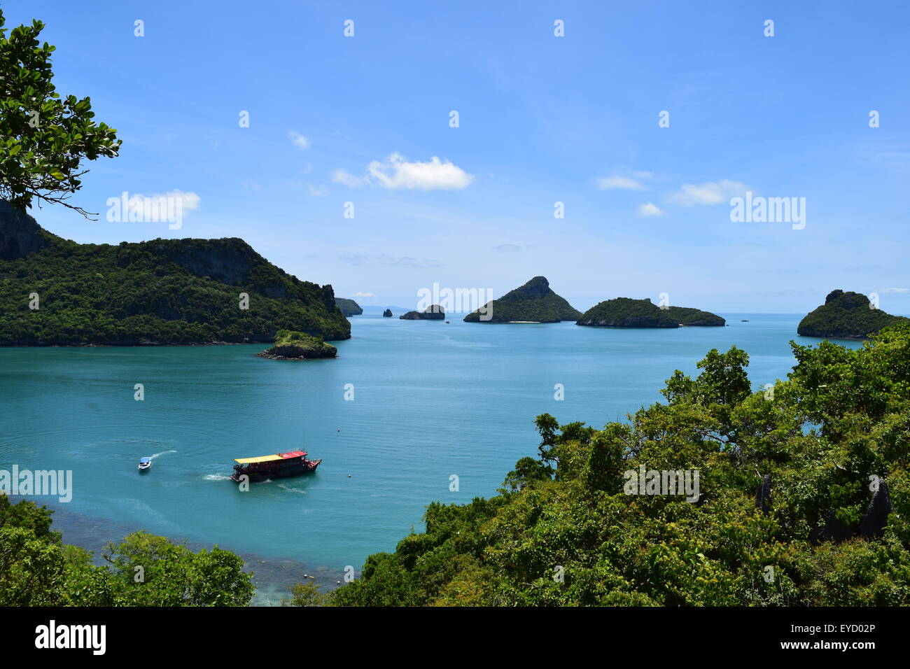 Amazing view tree in hi-res stock photography and images - Alamy