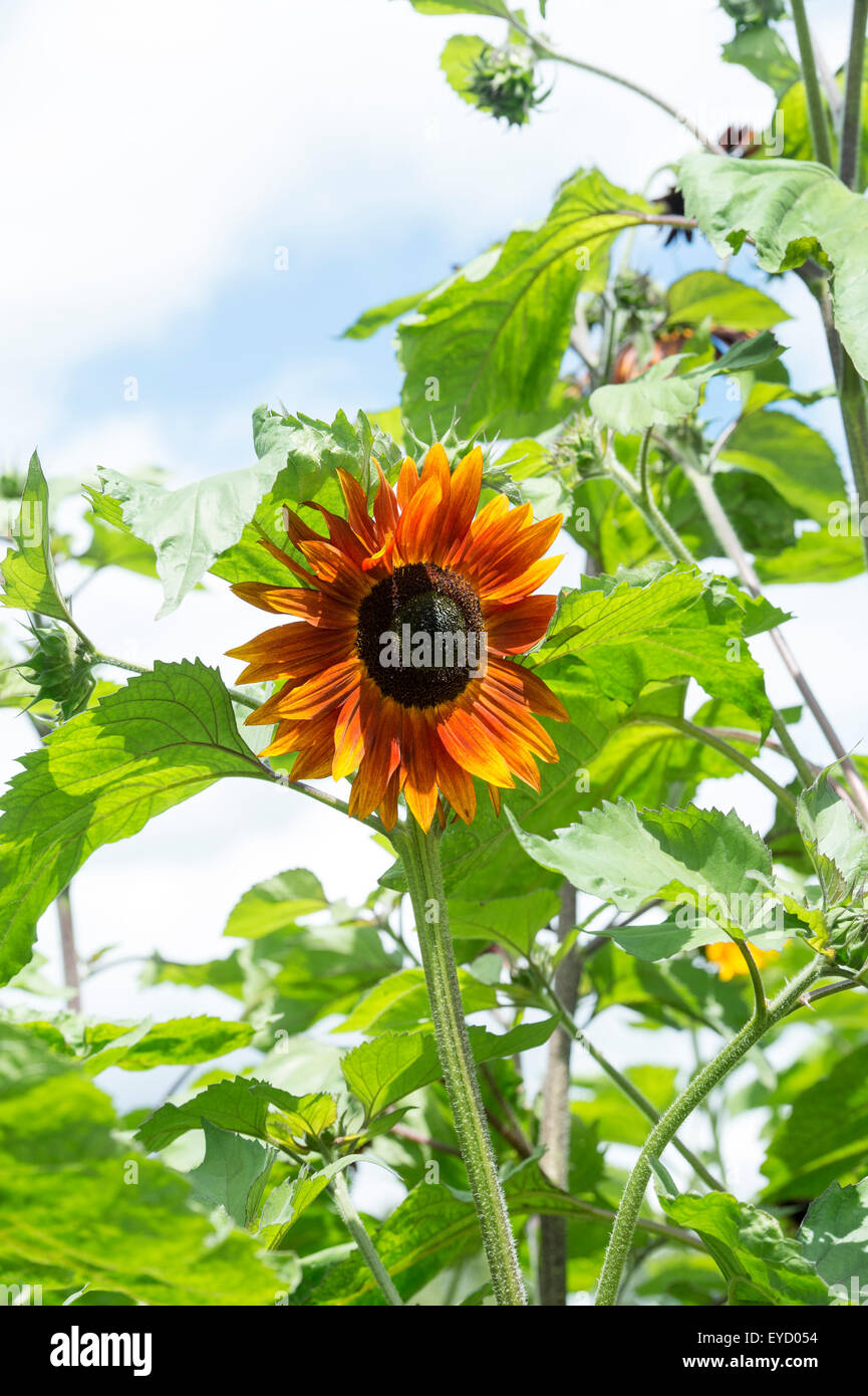 Helianthus annuus. Sunflower ’Claret’ Stock Photo