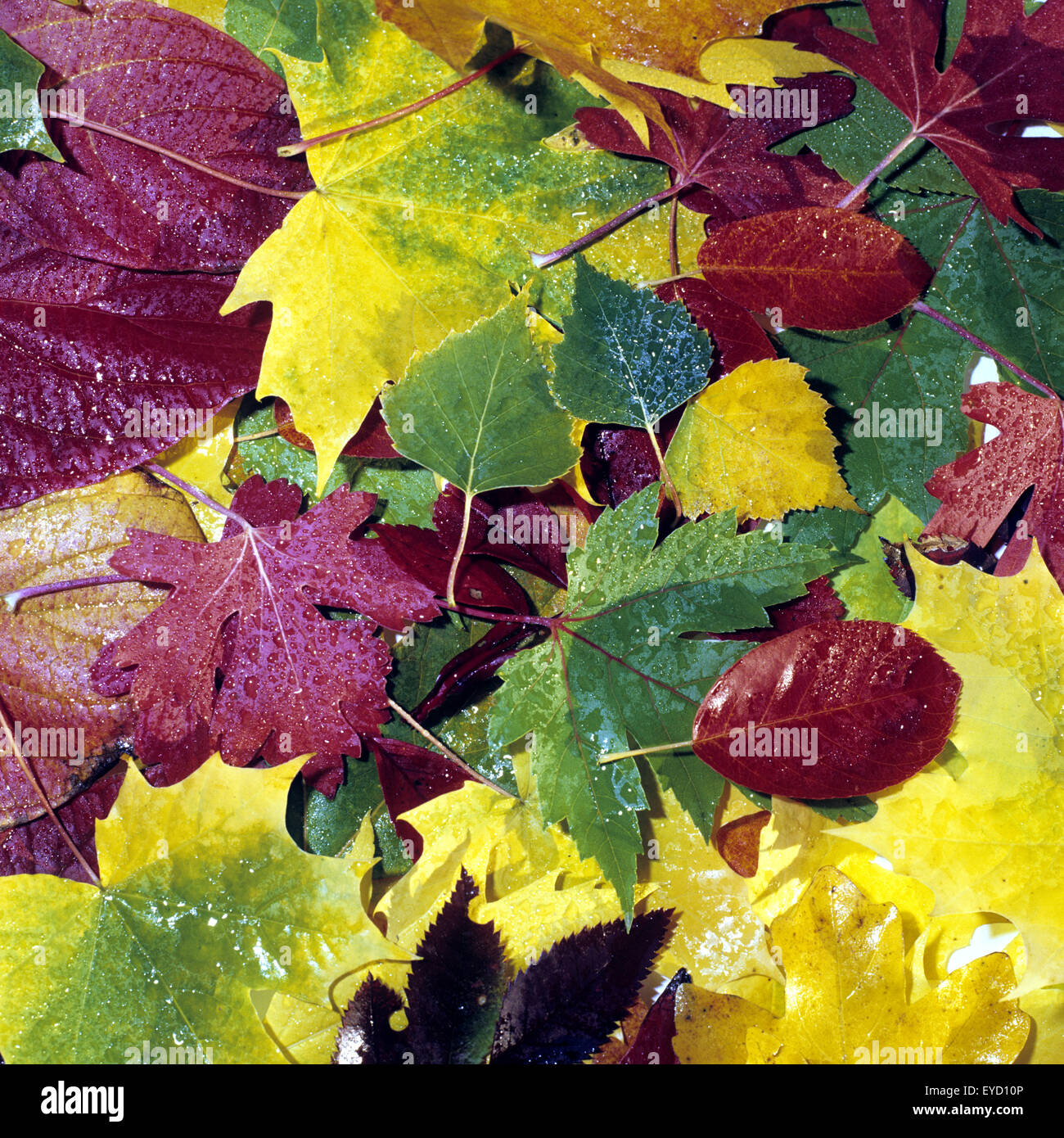 Bunte Herbstblaetter, Stock Photo