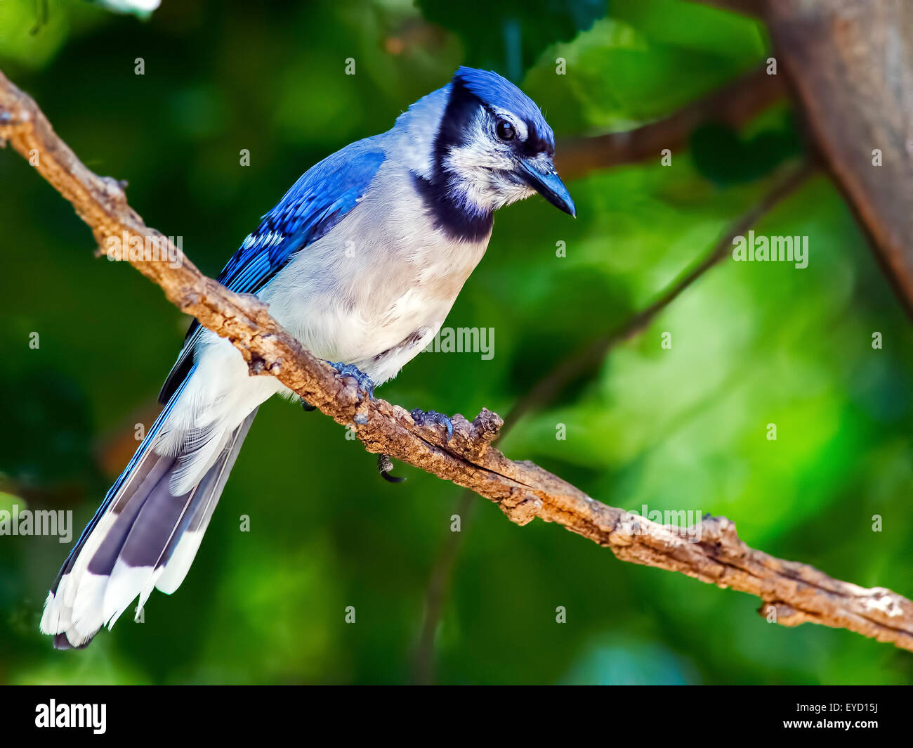 Blue Jay Standing on Branch Stock Photo
