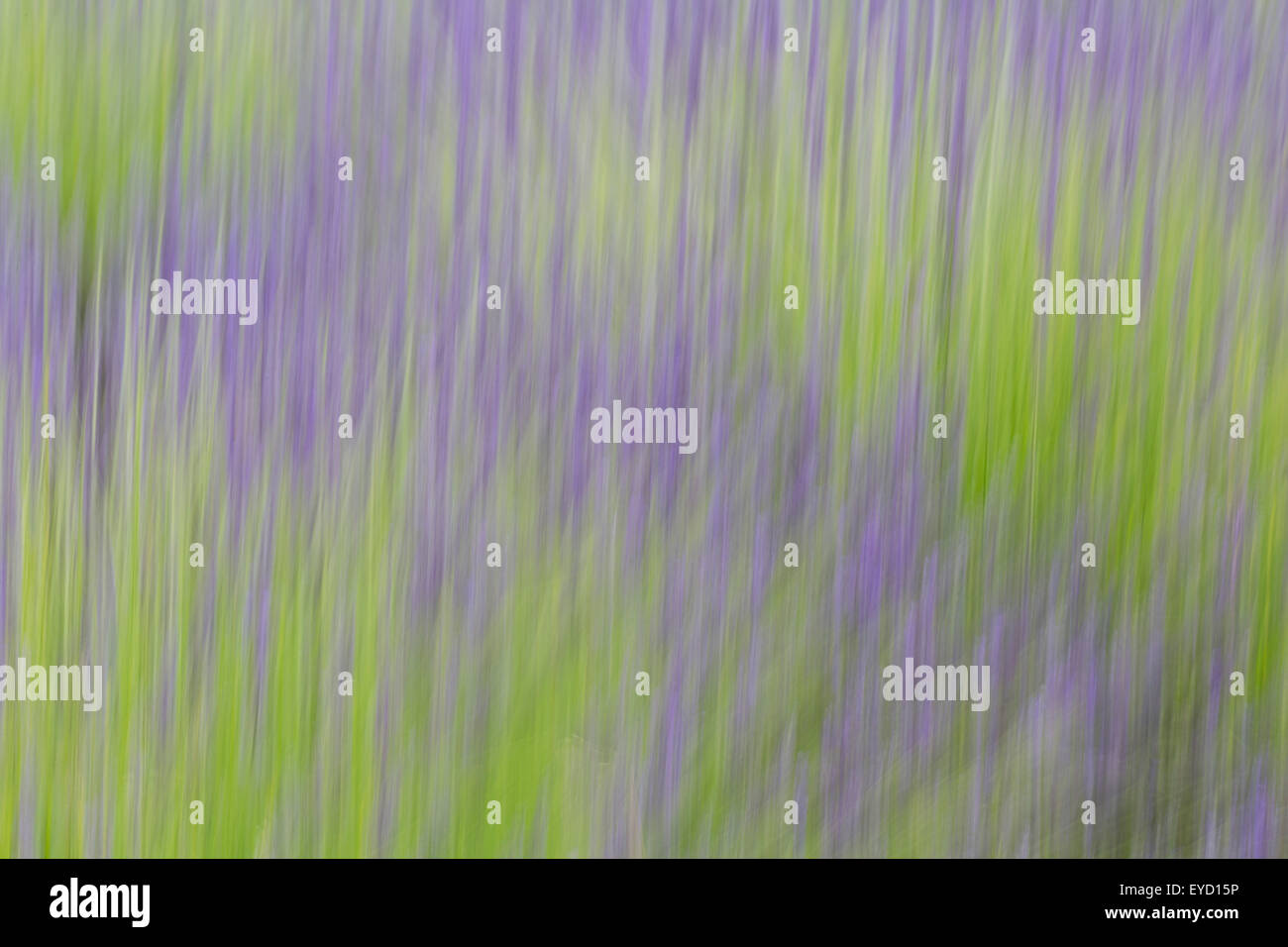 Lavender field, abstract created by camera movement during exposure.  Yorkshire Stock Photo