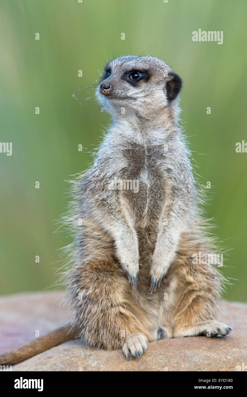 Meerkat (suricata suricatta) Stock Photo