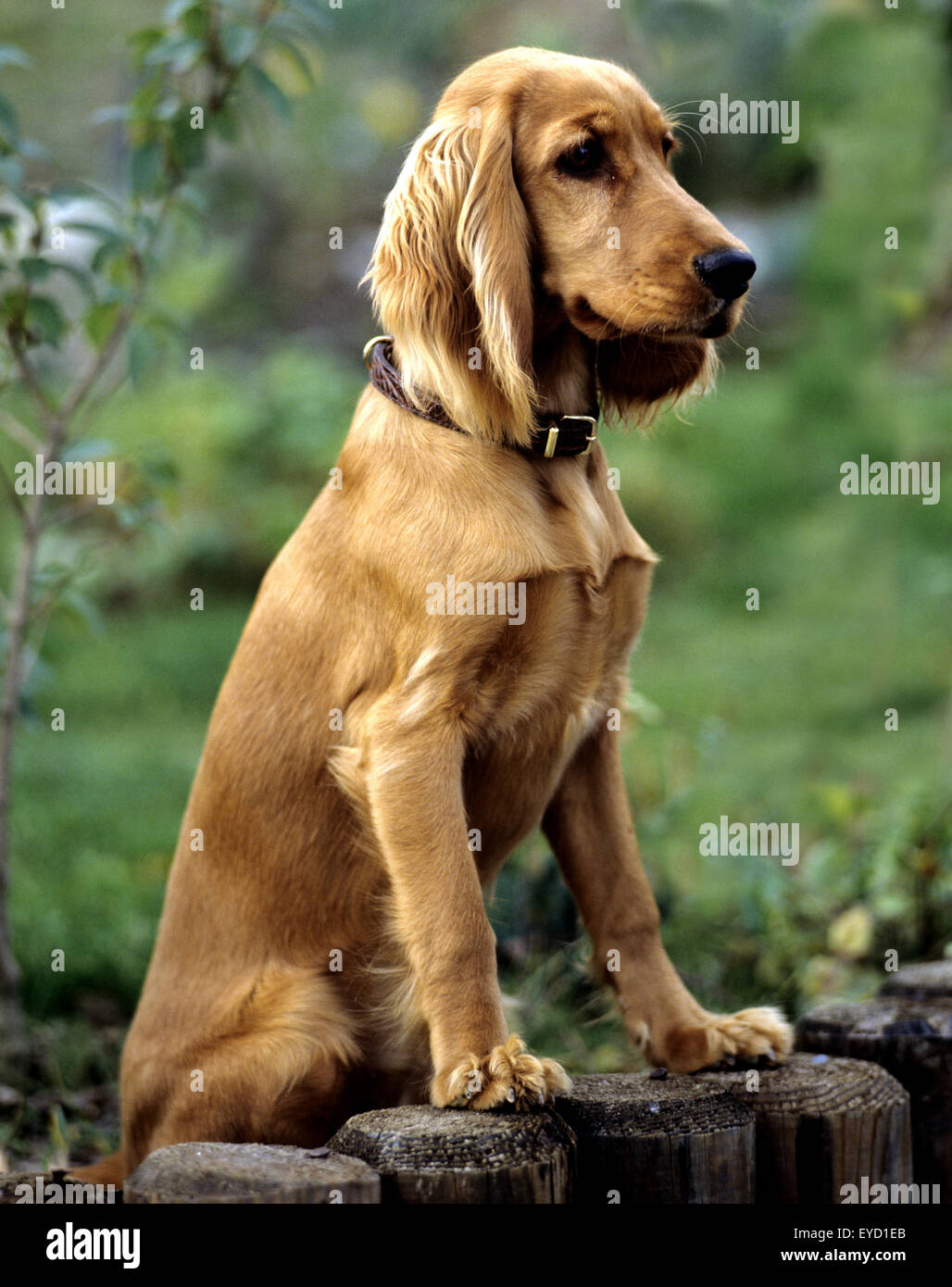 Cocker Spaniel Rolo Cocker, Spaniel, Roter Stock Photo - Alamy
